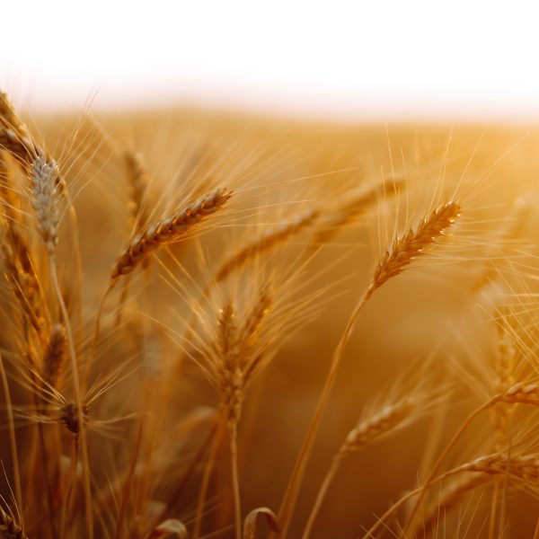 Wheat field. Ears of golden wheat close up. Rich harvest сoncep